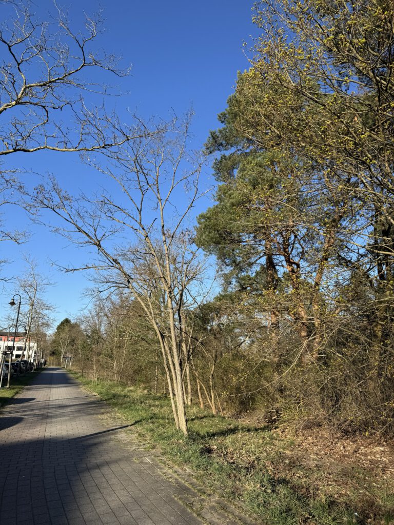Zukünftiges Baugebiet an der Straße "Am Rehgraben"